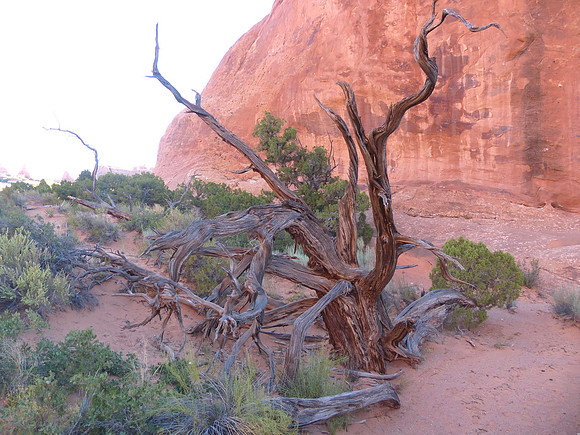 Devils Garden in Arches, Moab in Utah July 13 2016 (7)