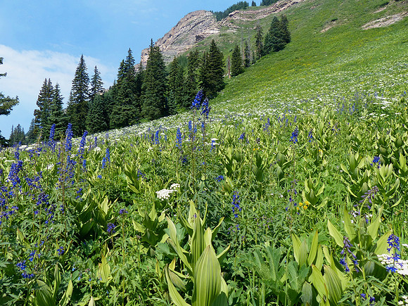 Engineer Mountain Colorado July 16 2016 (42)
