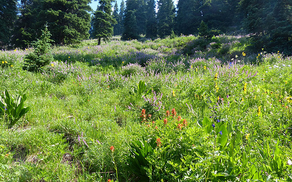 Engineer Mountain Colorado July 16 2016 (102)