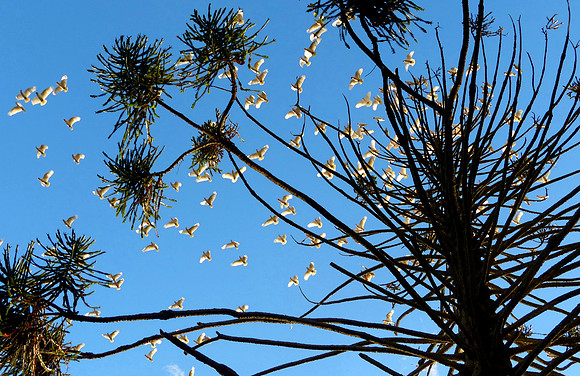 Devon Park April 2015 (48)