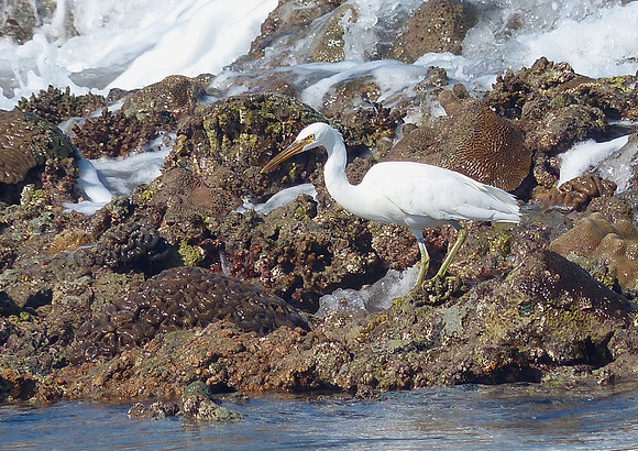 Montgomery Reef Sept 3 2015 (23)