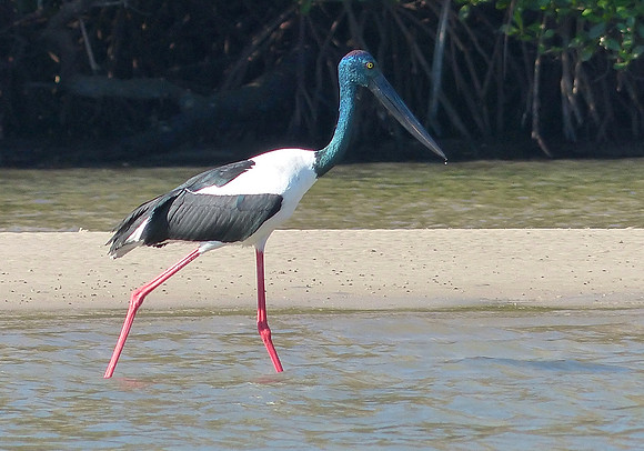 King George River August 8 2015 (26)