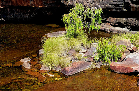 Redcone Creek August 20 2015 (12)