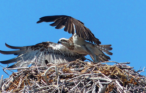 Jar Island August  9 2015 (26)