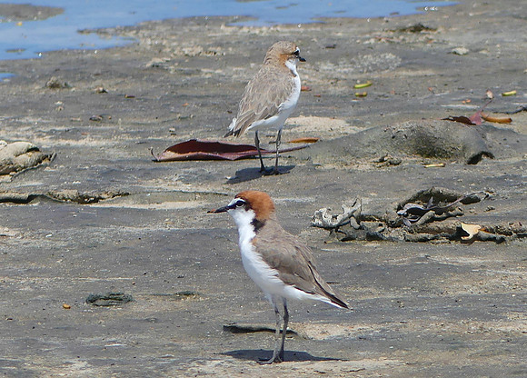 Anjo Peninsula April 1 2018 (46)