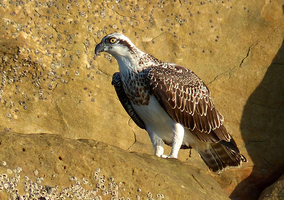 Bird Rock at Raft Point September 1 2016 (4)