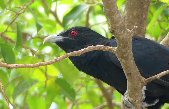 Asian Koel Kulhudhuffushi Maledives (2)