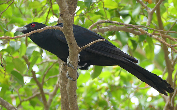 Asian Koel Kulhudhuffushi Maledives (1)