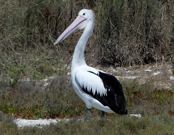 Australian Pelican Lacepede Islands, Kimberley