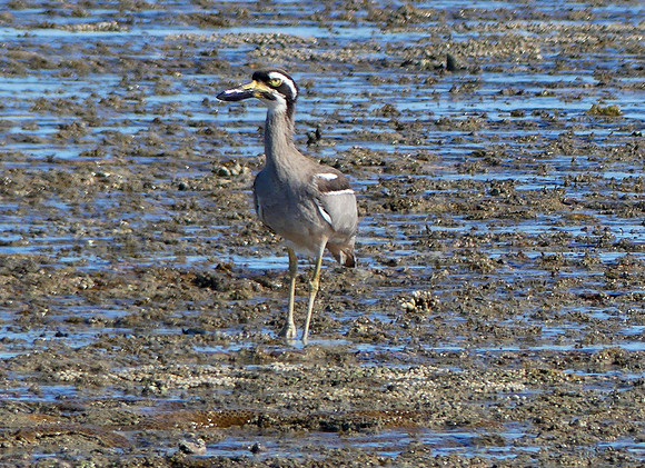 Beachstone Curlew Montgomery Reef  Kimberley (1)