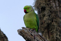 Bird photos from 2023