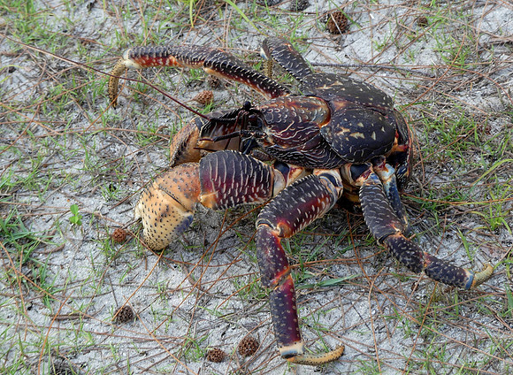 Aldabra Is Feb 8 2023 (MS) (26)