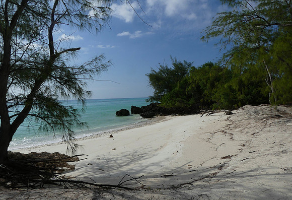 Aldabra Is Feb 8 2023 (MS) (4)