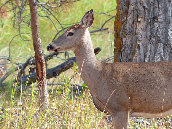 Metcalf Wildlife Refuge Montana Sep 30 2014 (132)