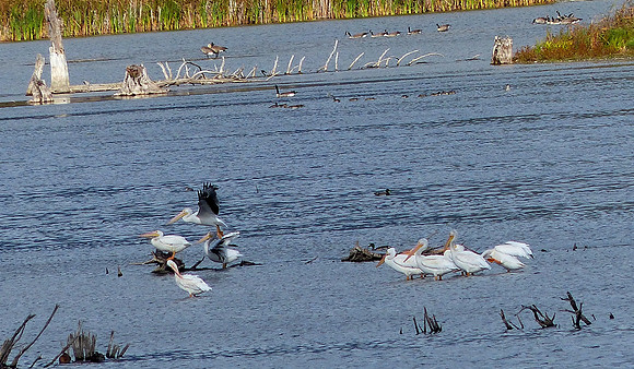 Metcalf Wildlife Refuge Montana Sep 30 2014 (80)