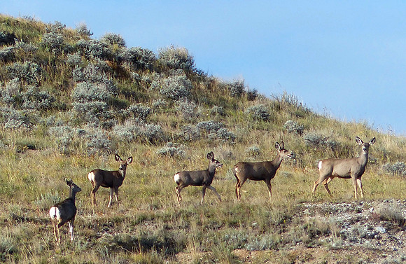 King Ranch Oct 7 2014 (3)