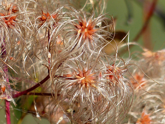 Metcalf Wildlife Refuge Montana Sep 30 2014 (78)