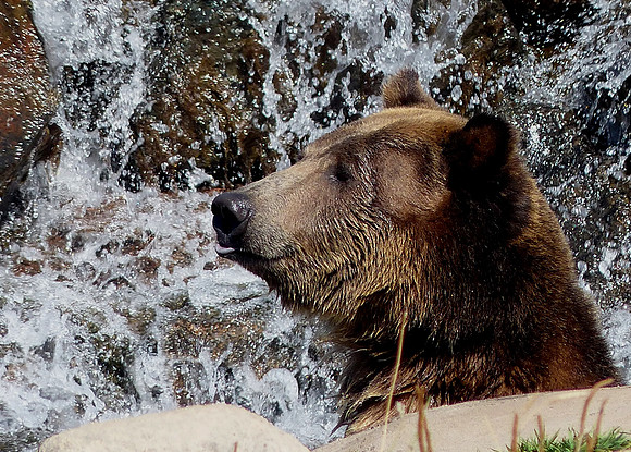 Yellow Stone National Park Oct 3 2014 (52)