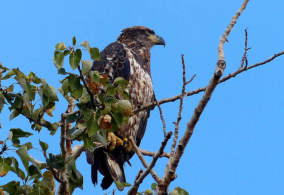Metcalf Wildlife Refuge Montana Sep 30 2014 (23)