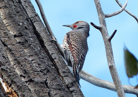 Metcalf Wildlife Refuge Montana Sep 30 2014 (100)