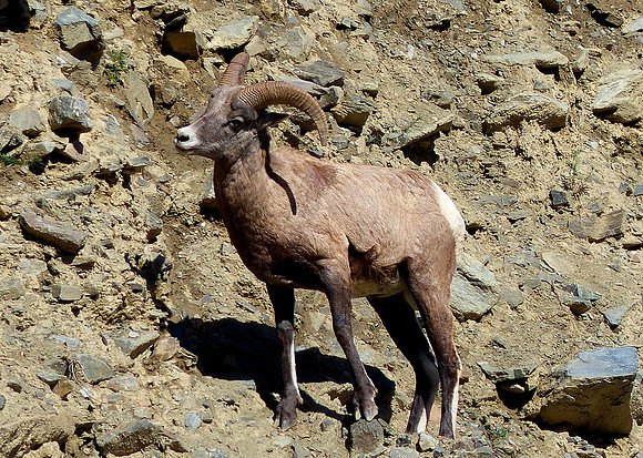 Yellow Stone National Park Oct 3 2014 (12)