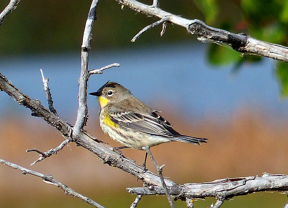 Metcalf Wildlife Refuge Montana Sep 30 2014 (58)