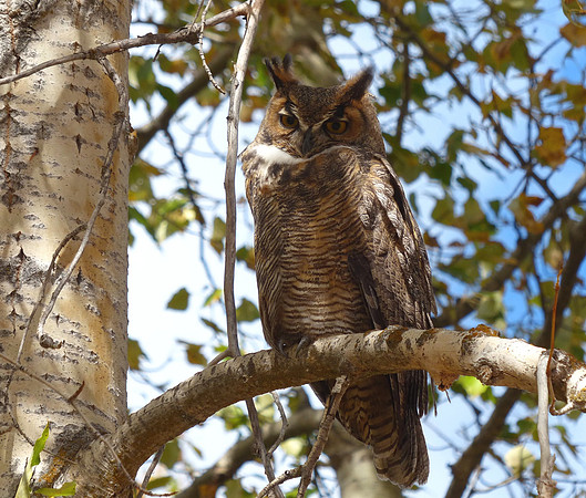 Metcalf Wildlife Refuge Montana Sep 30 2014 (138)