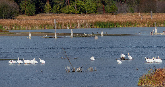Metcalf Wildlife Refuge Montana Sep 30 2014 (91)