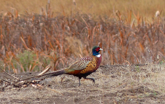 Metcalf Wildlife Refuge Montana Sep 30 2014 (1)