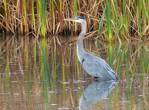 Metcalf Wildlife Refuge Montana Sep 30 2014 (11)