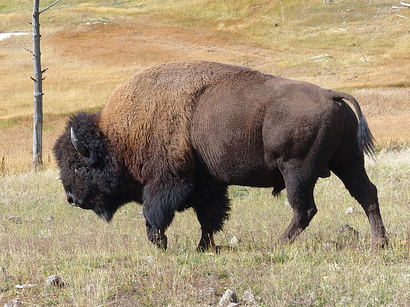 Yellow Stone Nat Park Oct 4 2014 (2)