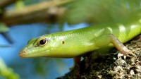 Papua New Guinea 2014