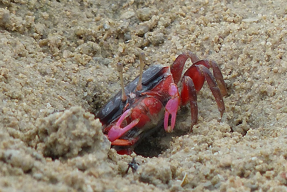 Anjo Peninsula July 7 2015 (44)