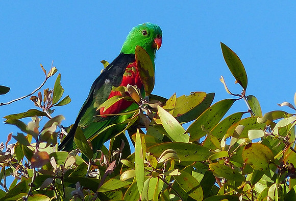 Anjo Peninsula August 30 2015 (37)