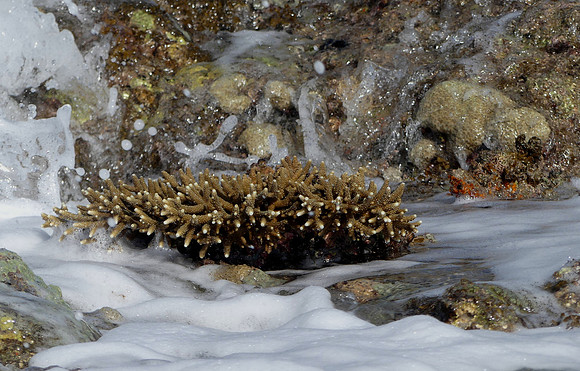 Montgomery Reef Aug 31 2018 (50)