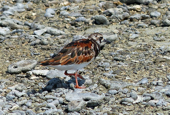 Lacepede Islands May 20 2014 (32)