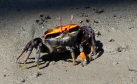 Kimberley Coastal Wildlife 2020