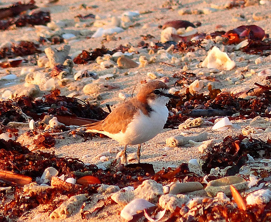 Jar Island May 27 2014 (12)