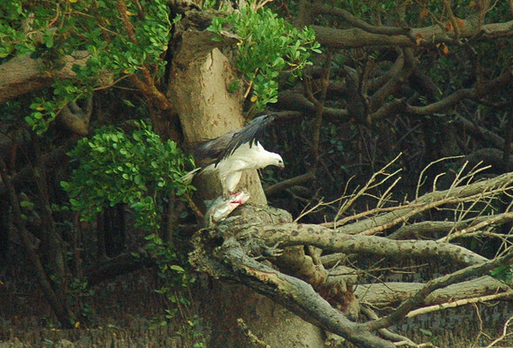 Corrawarra Creek August 17 2011 (6)