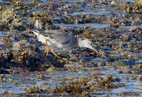 Montgomery Reef April 13 2018 (9)