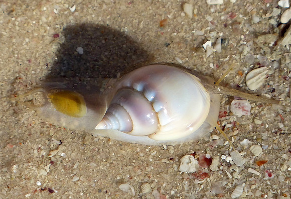 Hanover Bay July 19 2014 (30)