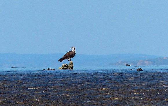 Montgomery Reef July 10 2014 (6)