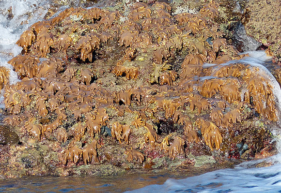 Montgomery Reef September 2 2016 (4)