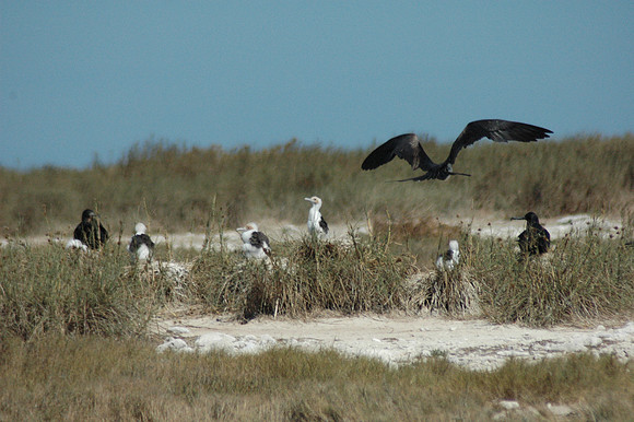 Lacepede Islands July 17 2011 (16)