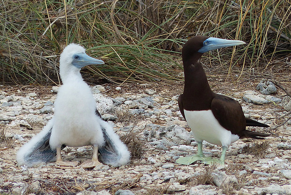Lacepede Islands May 22 2016 (60)