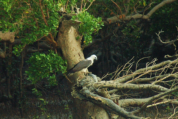 Corrawarra Creek August 17 2011 (8)