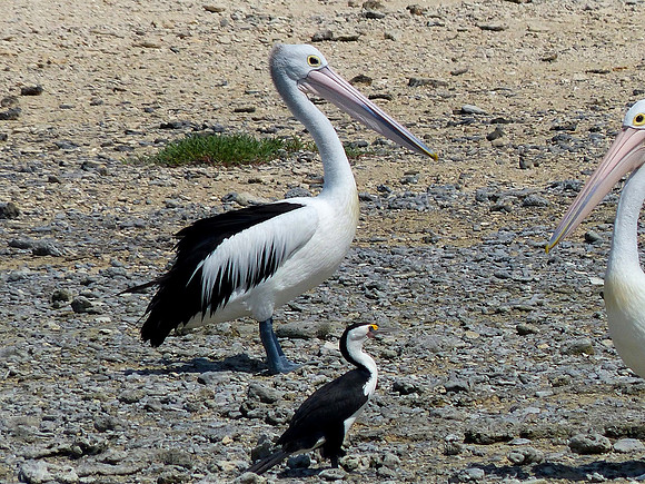 Lacepede Islands May 20 2014 (14)