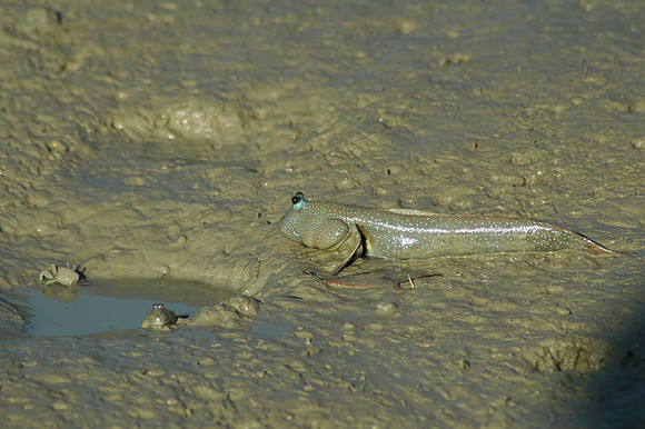 DSC_0818