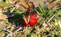 Western Australia Sept-Oct 2016