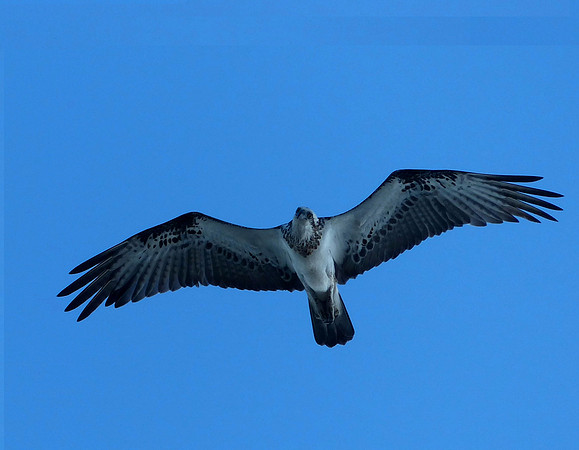 Anjo Peninsula May 5 2014 (67)